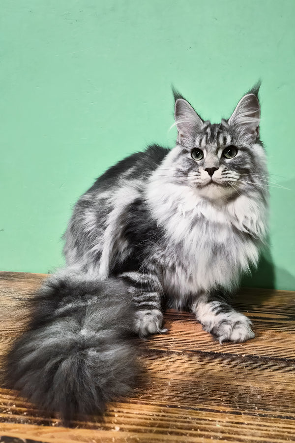 Lisa | Maine Coon Kitten