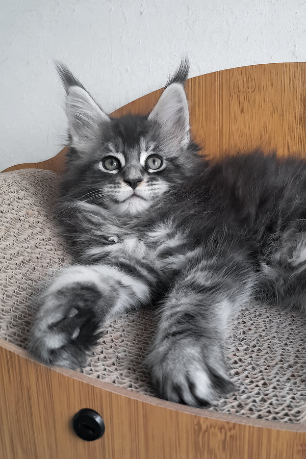 Luke | Maine Coon Kitten