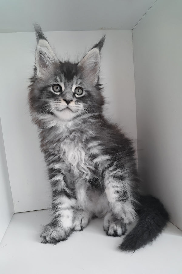 Luke | Maine Coon Kitten