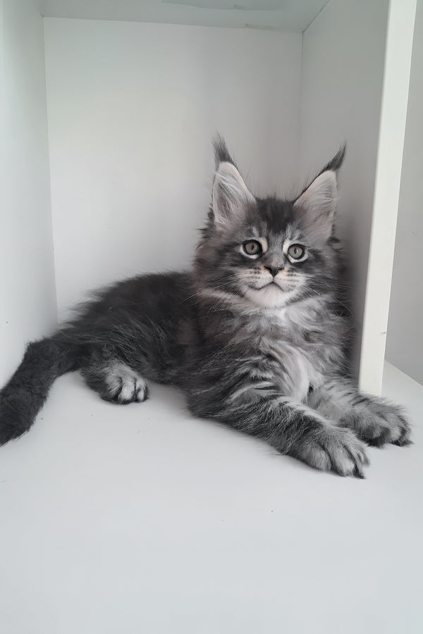 Luke | Maine Coon Kitten