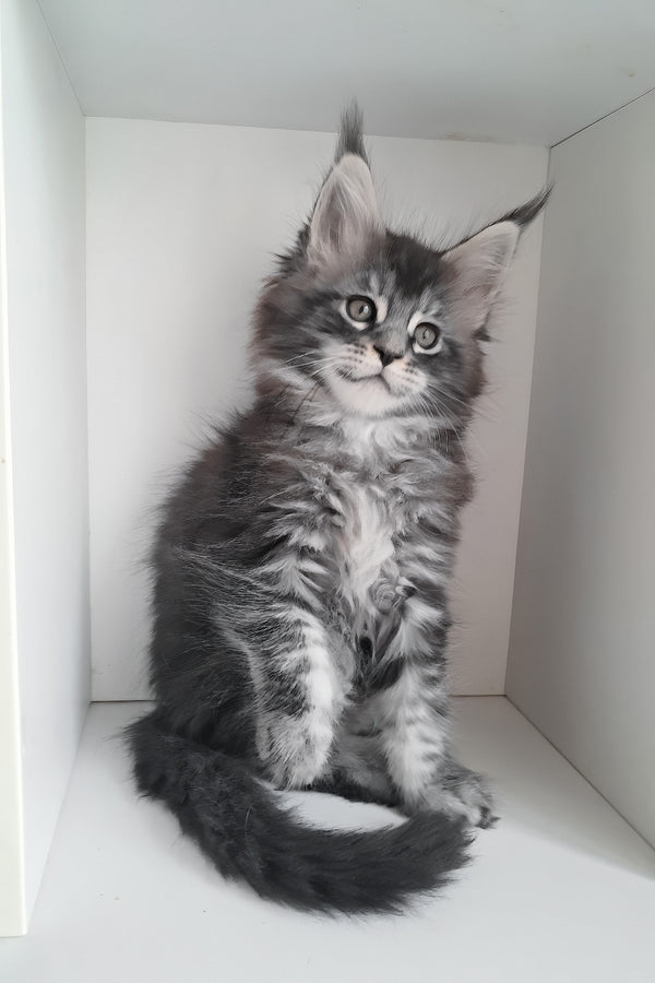 Luke | Maine Coon Kitten