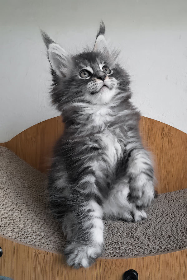 Luke | Maine Coon Kitten