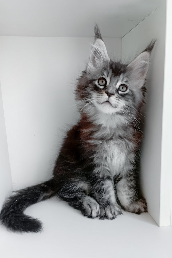 Luke | Maine Coon Kitten