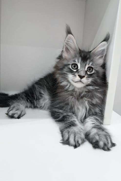 Luke | Maine Coon Kitten