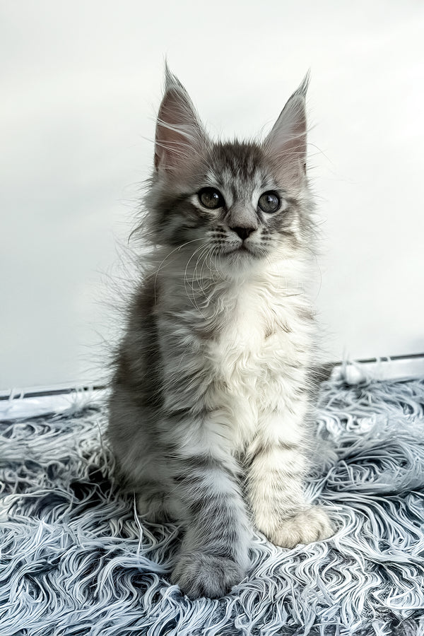 Liza | Maine Coon Kitten