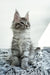Liza | Maine Coon Kitten
