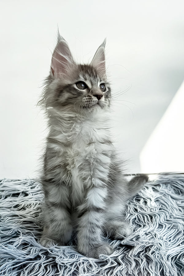 Liza | Maine Coon Kitten