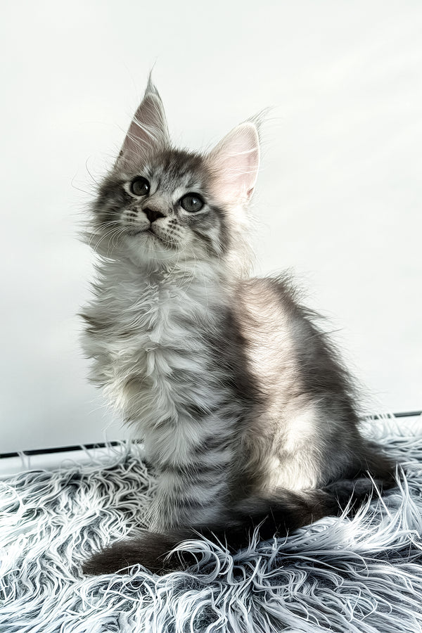 Liza | Maine Coon Kitten