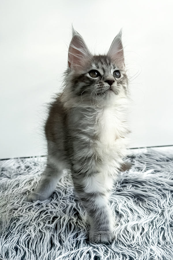 Liza | Maine Coon Kitten