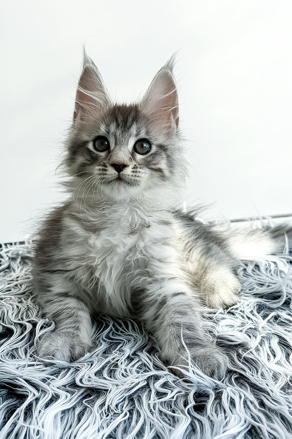 Liza | Maine Coon Kitten