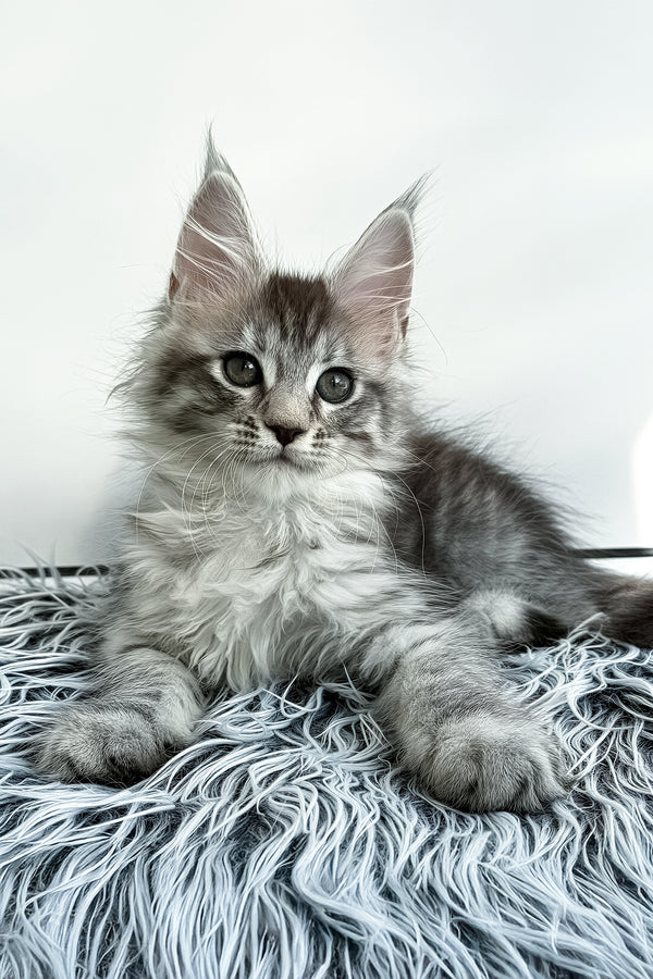 Liza | Maine Coon Kitten