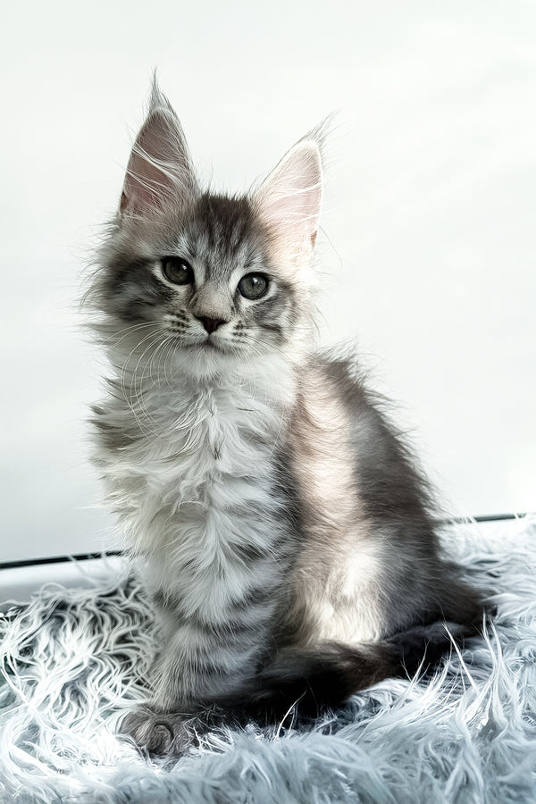 Liza | Maine Coon Kitten