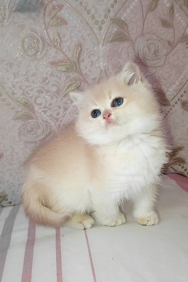 Loki | Scottish Straight Kitten