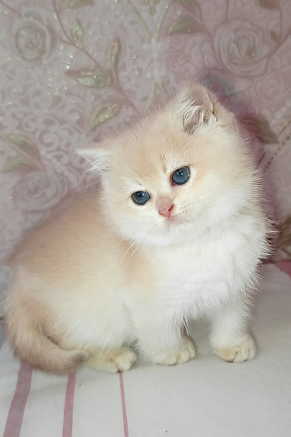 Loki | Scottish Straight Kitten