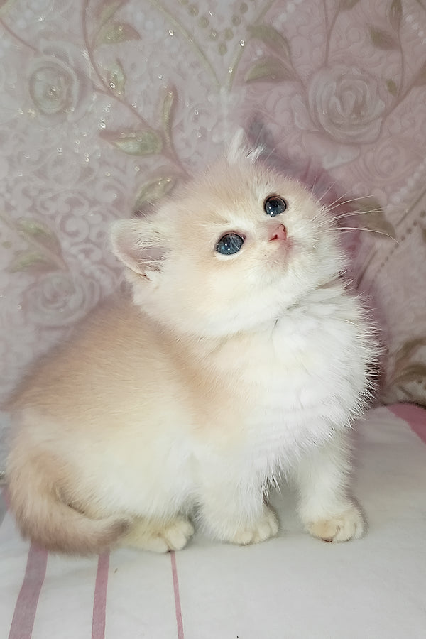 Loki | Scottish Straight Kitten