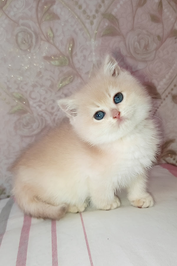 Loki | Scottish Straight Kitten