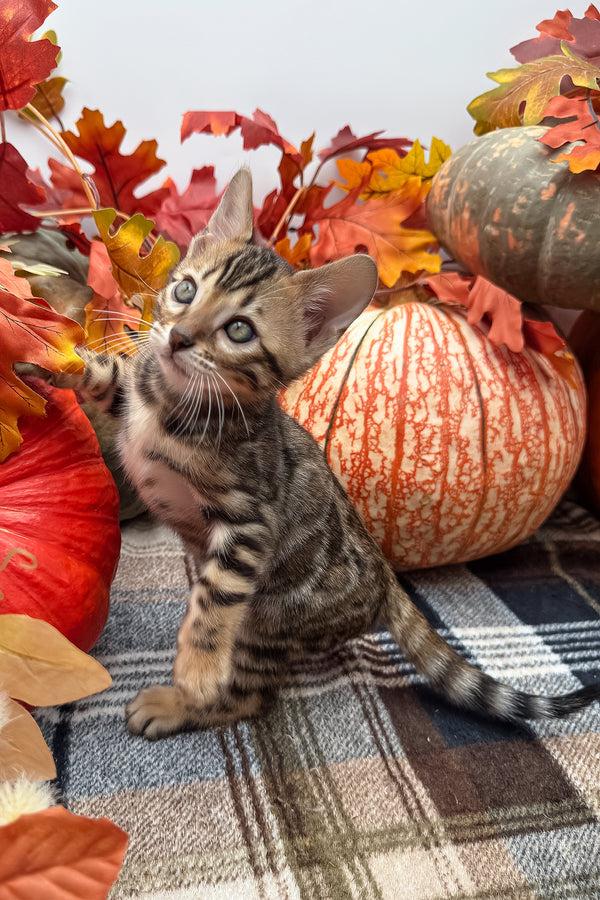 Loki | Bengal Kitten