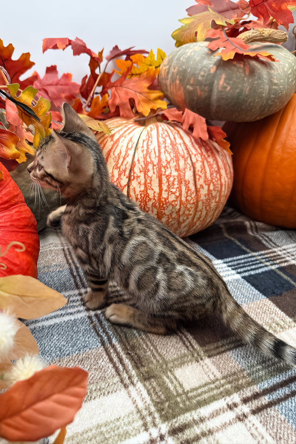 Loki | Bengal Kitten