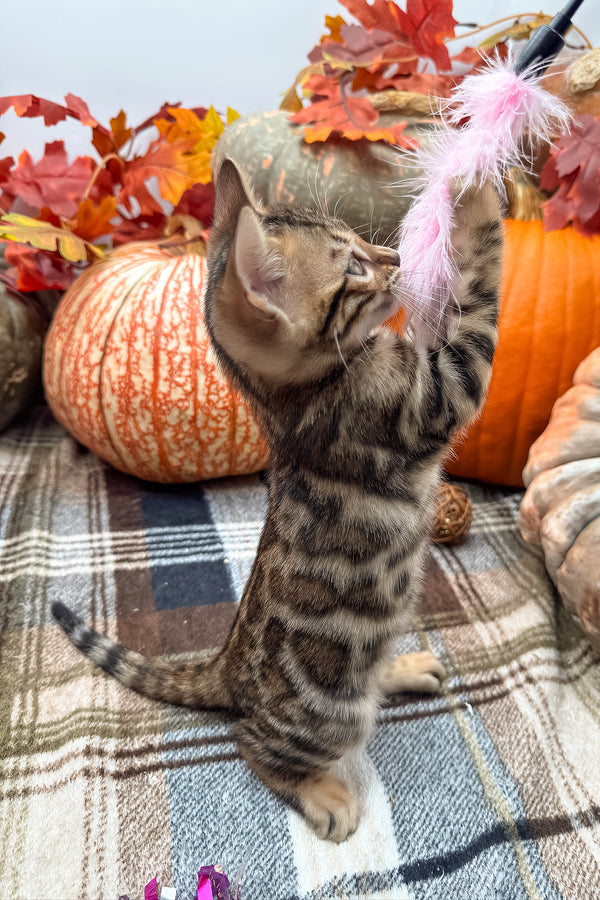 Loki | Bengal Kitten