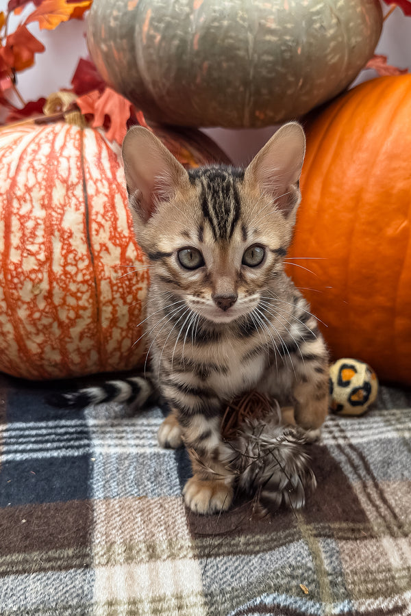 Loki | Bengal Kitten