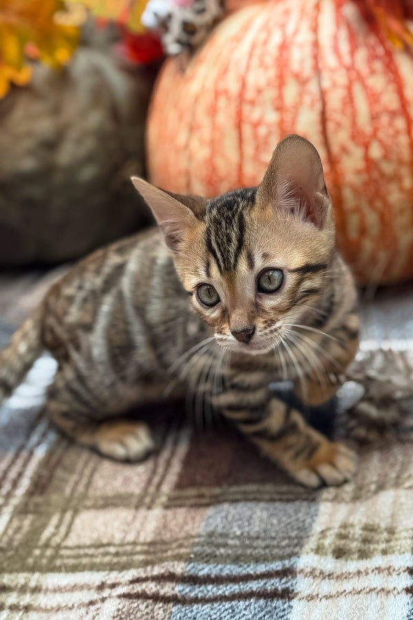 Loki | Bengal Kitten