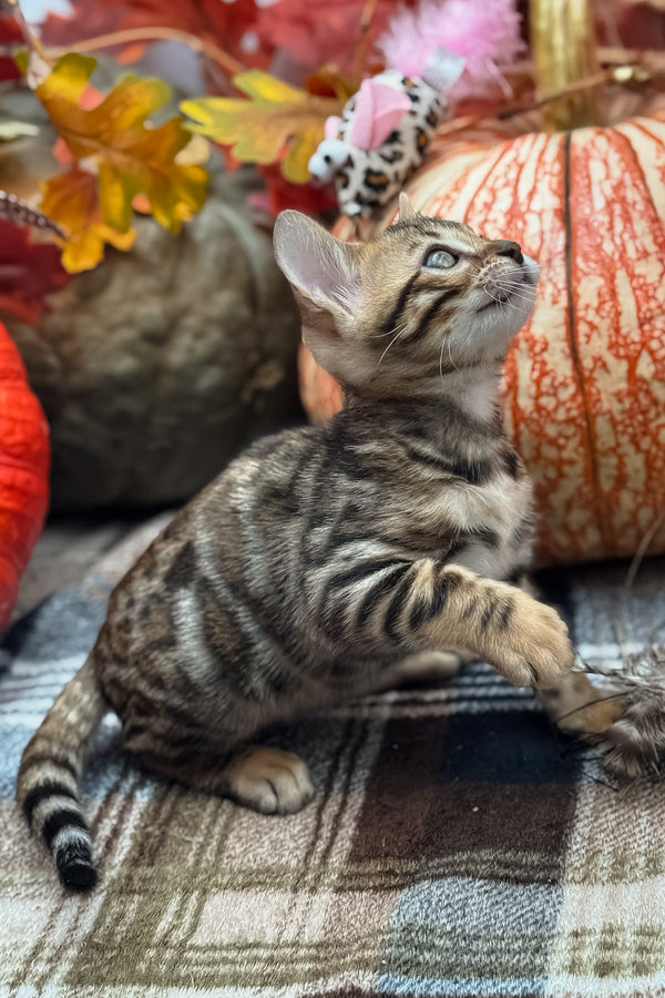 Loki | Bengal Kitten