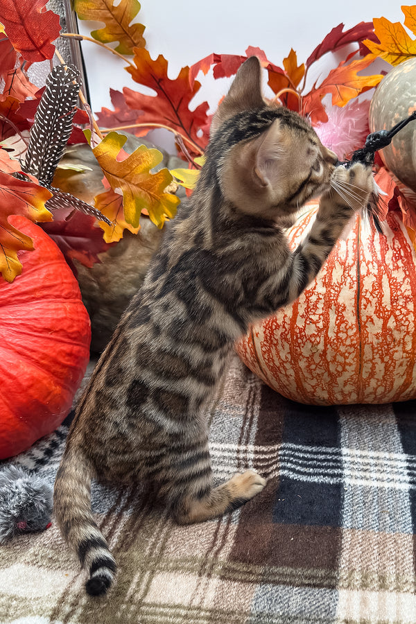Loki | Bengal Kitten