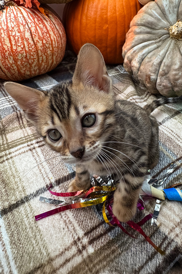 Loki | Bengal Kitten