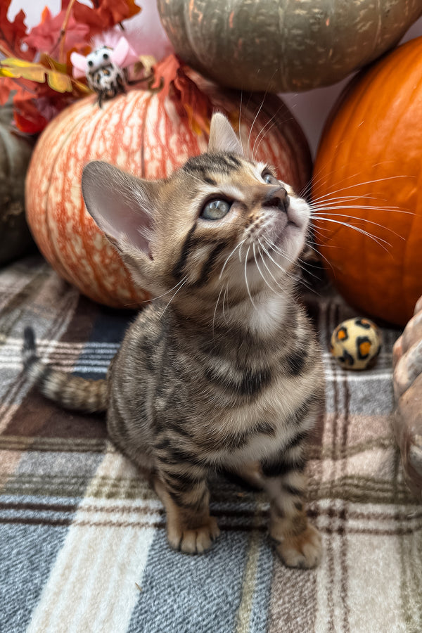 Loki | Bengal Kitten