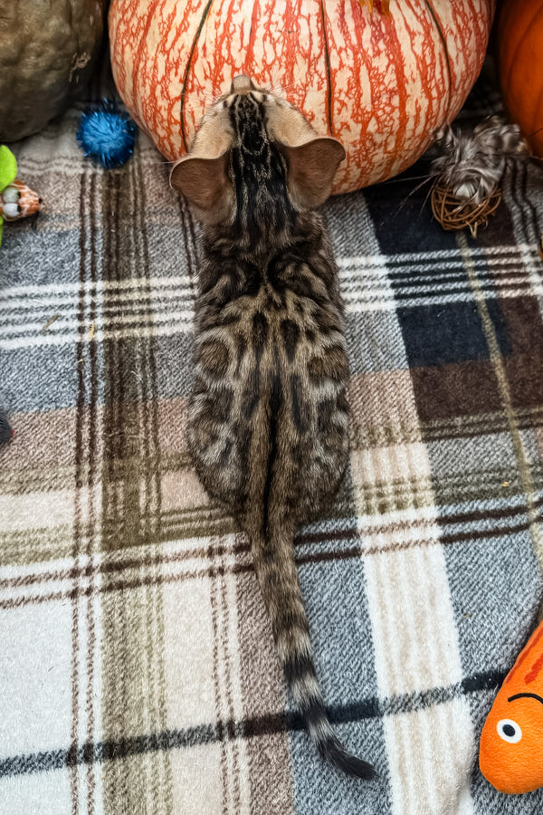 Loki | Bengal Kitten