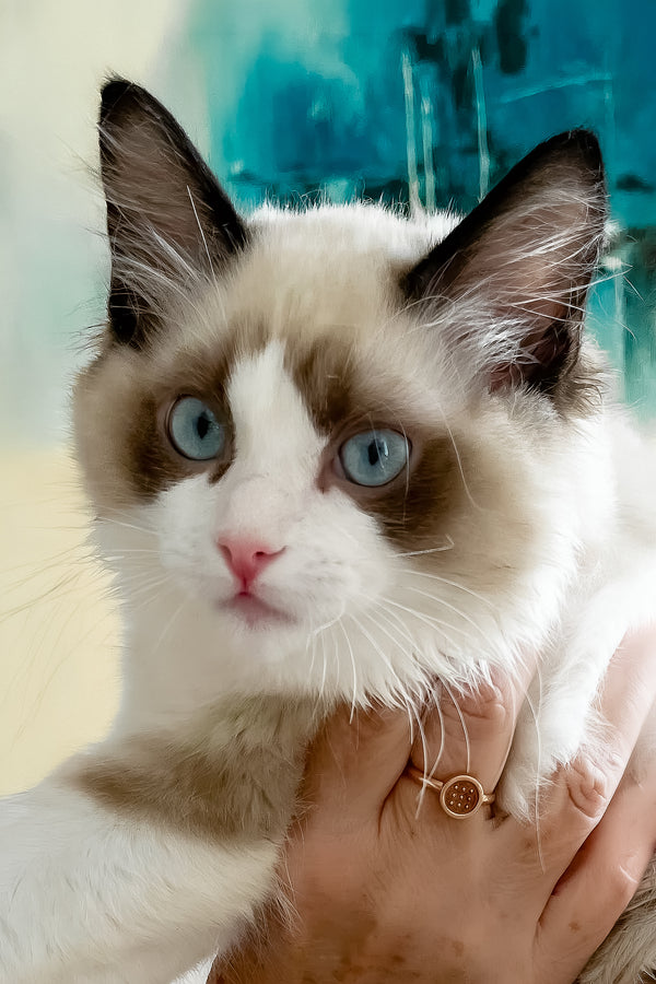 Lord | Ragdoll Kitten