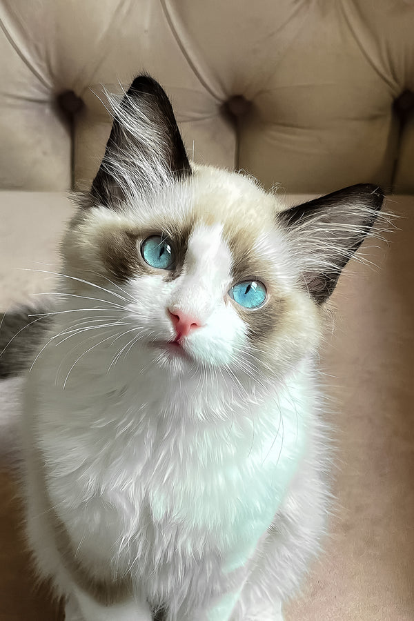 Lord | Ragdoll Kitten
