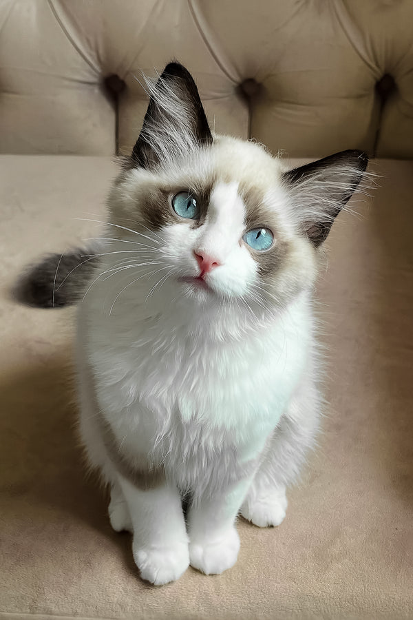 Lord | Ragdoll Kitten