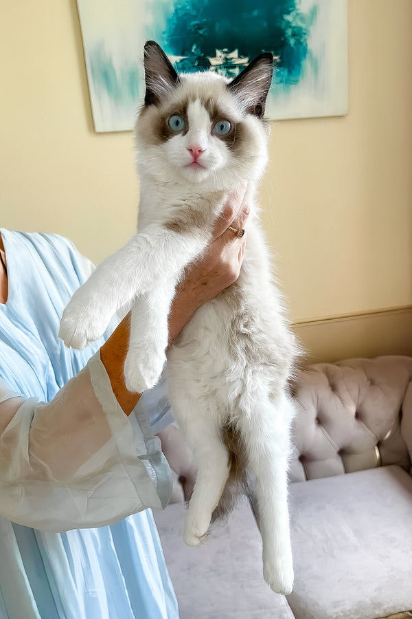 Lord | Ragdoll Kitten