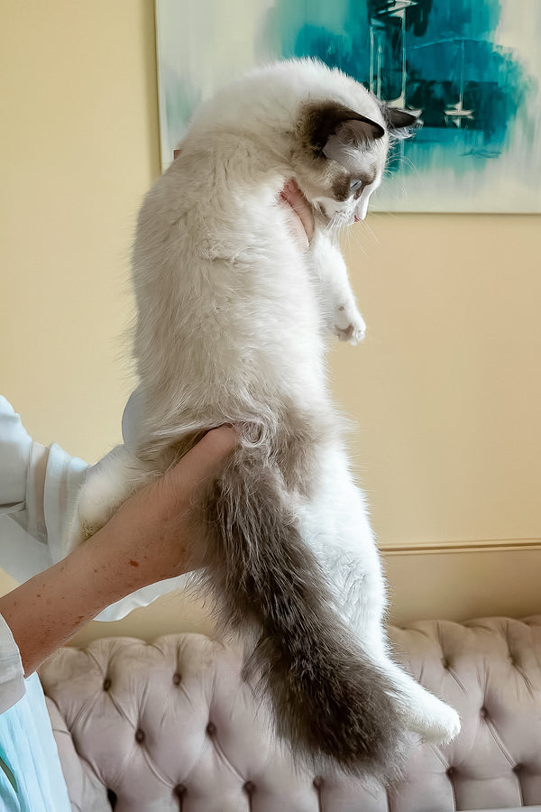 Lord | Ragdoll Kitten