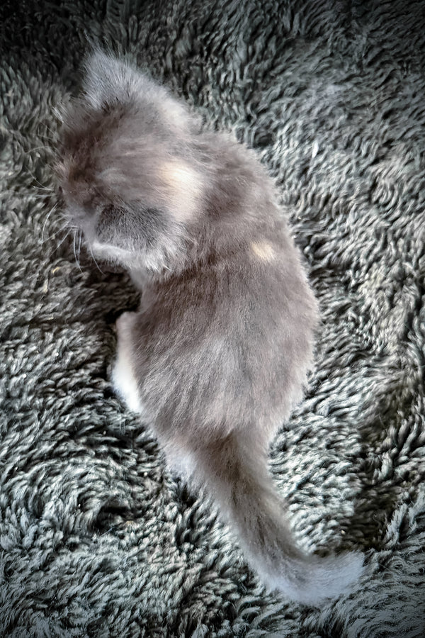 Lorna | Cherubim Ragdoll Kitten