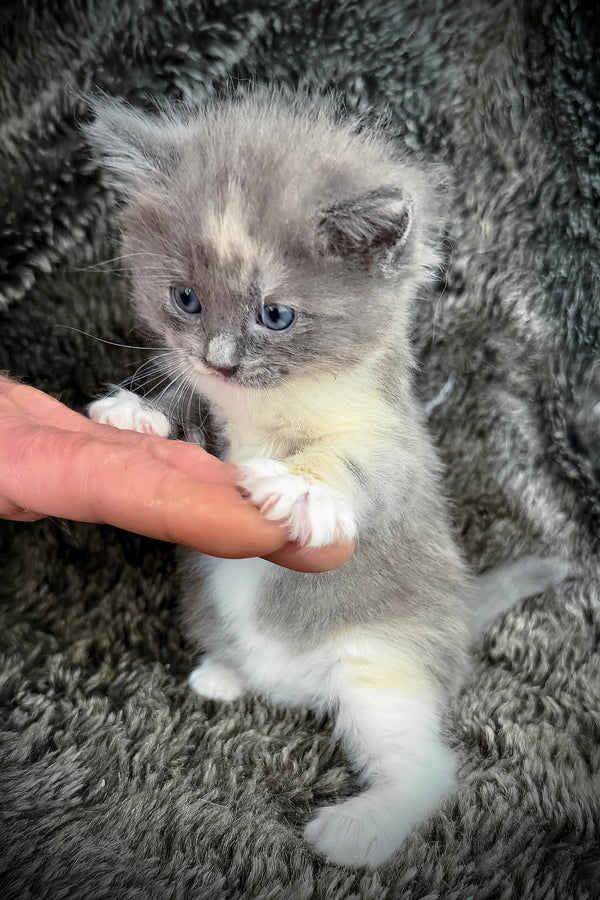 Lorna | Cherubim Ragdoll Kitten