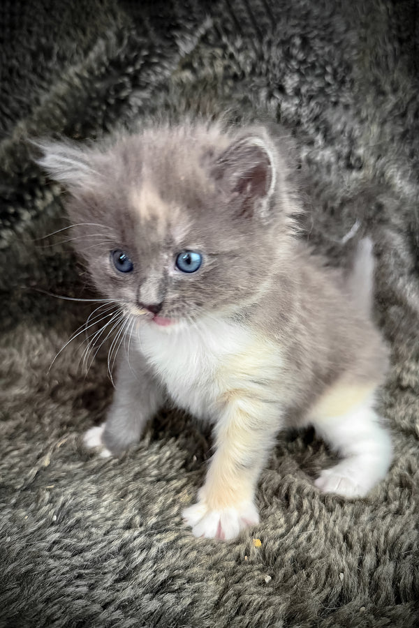 Lorna | Cherubim Ragdoll Kitten