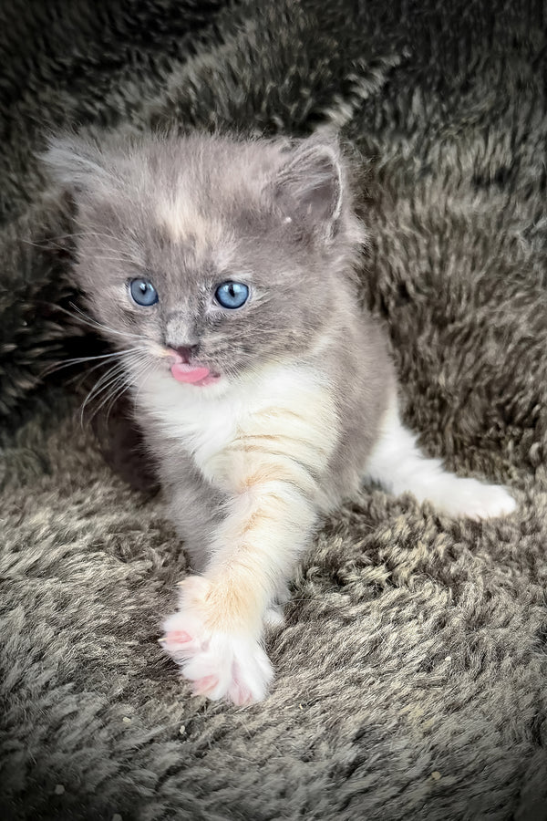 Lorna | Cherubim Ragdoll Kitten