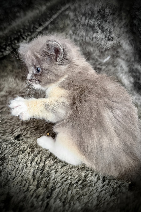 Lorna | Cherubim Ragdoll Kitten