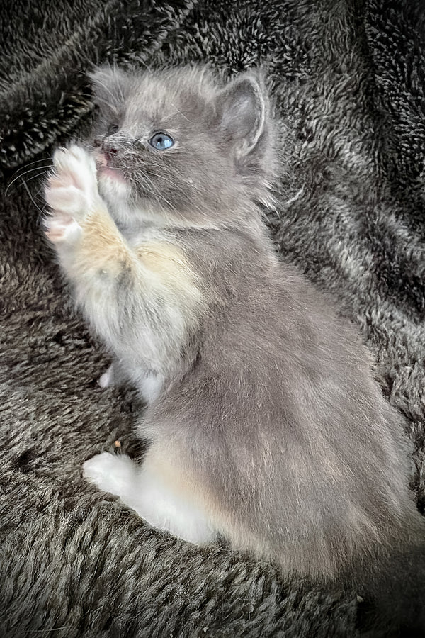 Lorna | Cherubim Ragdoll Kitten