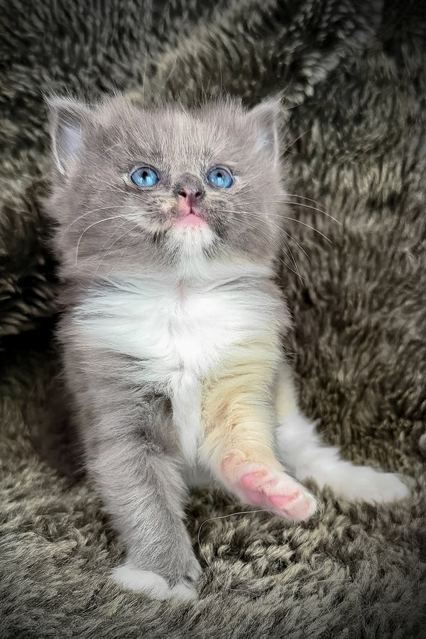 Lorna | Cherubim Ragdoll Kitten