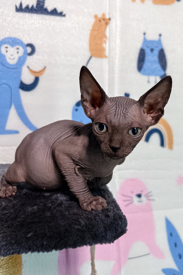 Lucas | Canadian Sphynx Kitten