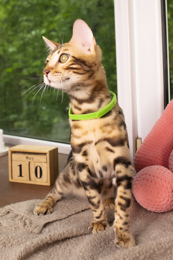 Lucas | Bengal Kitten