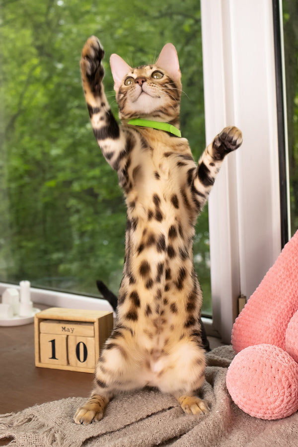 Lucas | Bengal Kitten