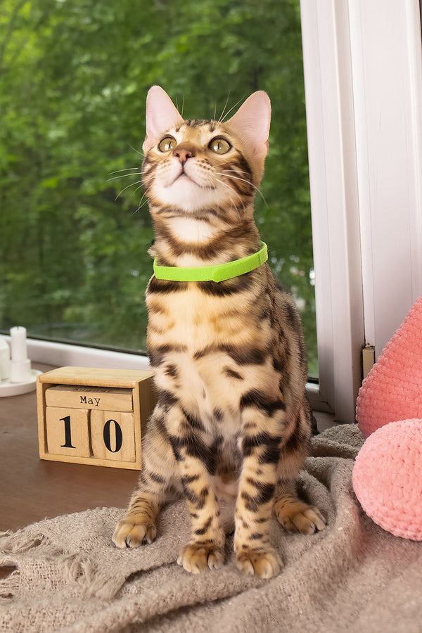 Lucas | Bengal Kitten