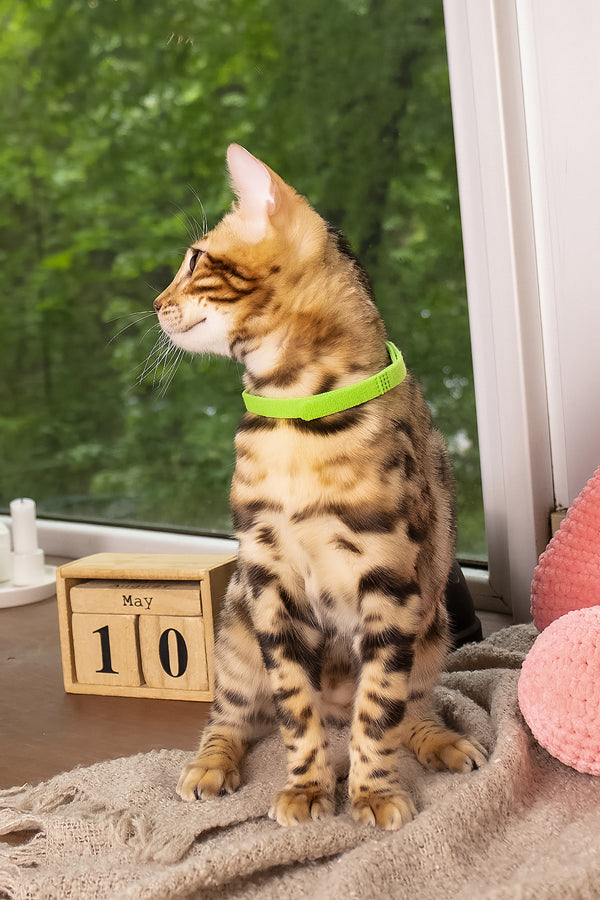 Lucas | Bengal Kitten