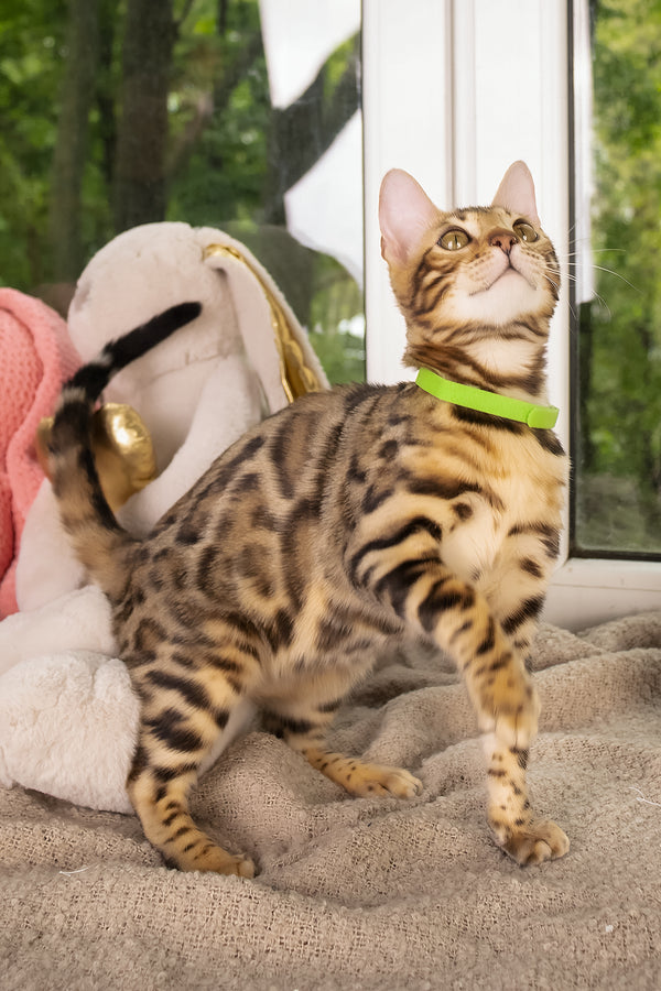 Lucas | Bengal Kitten