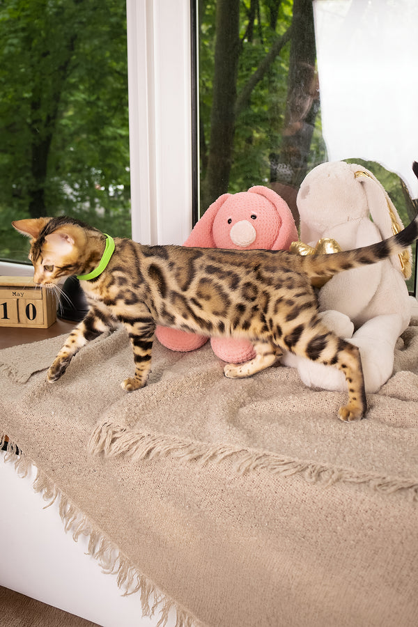 Lucas | Bengal Kitten