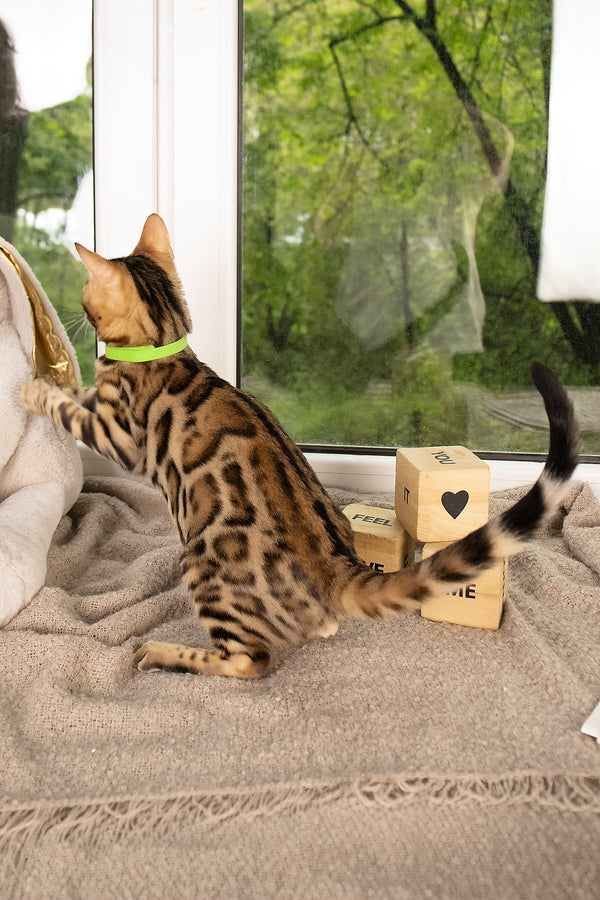 Lucas | Bengal Kitten